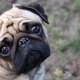 Un perro de raza pug o carlino. Imagen: Wikimedia Commons